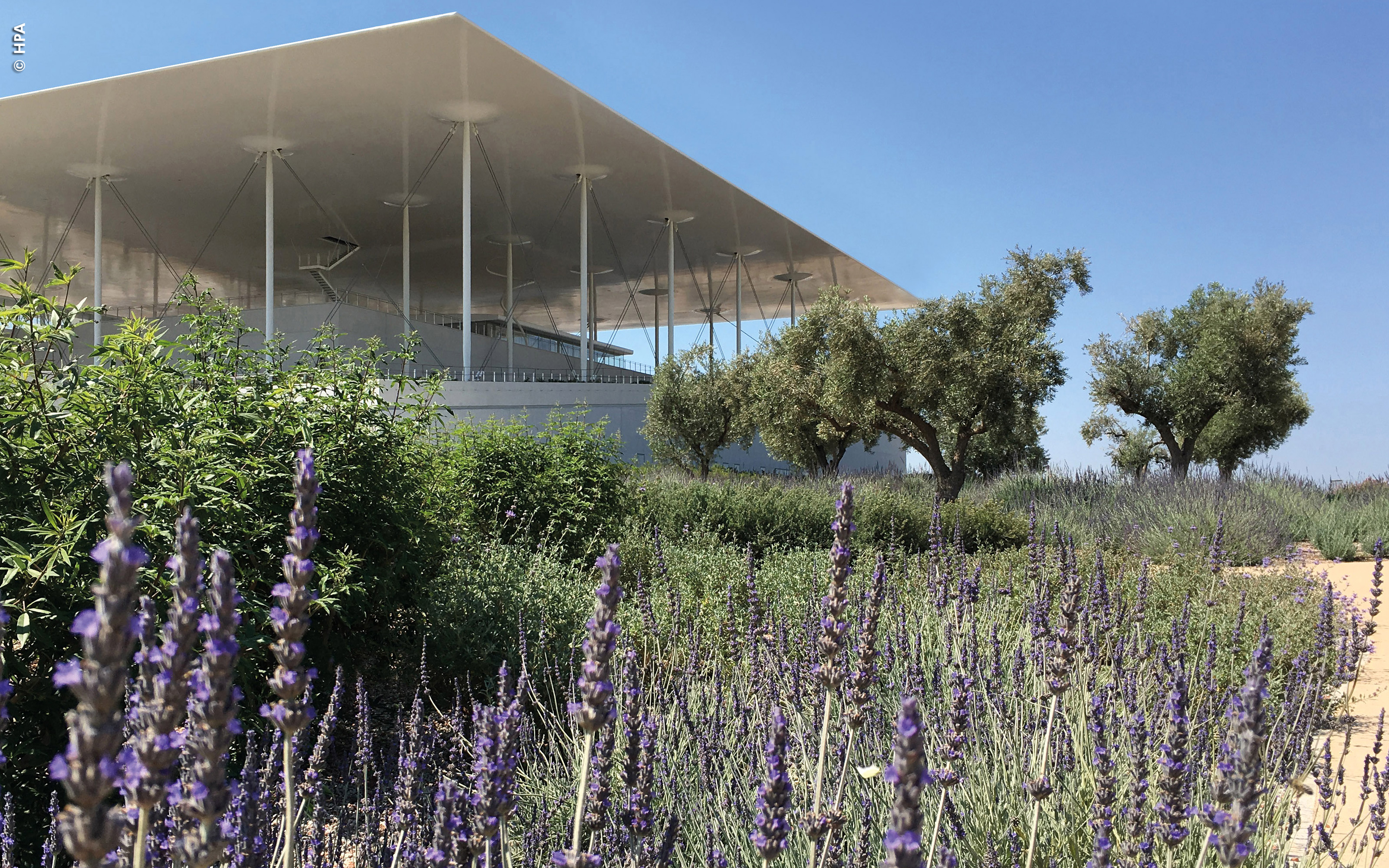 Above the car park there are numerous olive trees. Roof garden with olive trees and lavender
